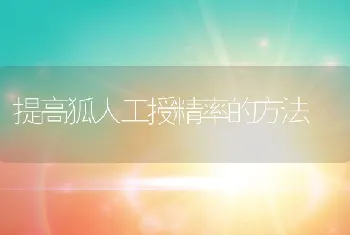 提高狐人工授精率的方法