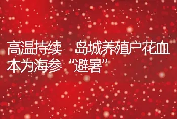 高温持续 岛城养殖户花血本为海参“避暑”