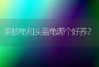 果核龟和头盔龟哪个好养？