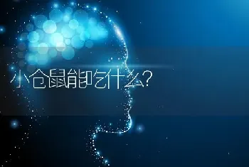 小仓鼠能吃什么？