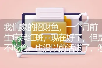 我们家的招财鱼，一个月前生病起红斑，现在好了