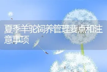 夏季羊驼饲养管理要点和注意事项