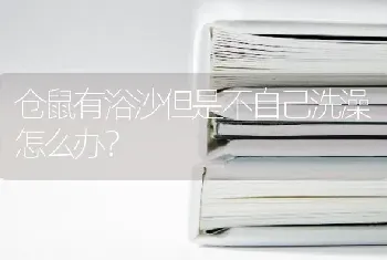 仓鼠有浴沙但是不自己洗澡怎么办？