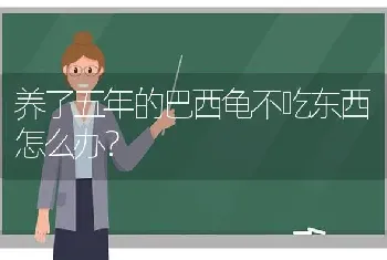 养了五年的巴西龟不吃东西怎么办？