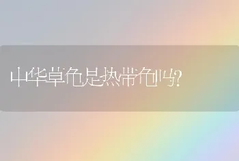 中华草龟是热带龟吗？