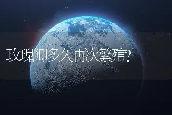 玫瑰鲫多久再次繁殖？