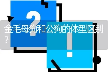 金毛母狗和公狗的体型区别？