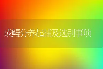 成鳗分养起捕及选别事项