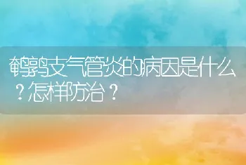 鹌鹑支气管炎的病因是什么？怎样防治？