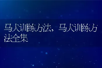 马犬训练方法，马犬训练方法全集