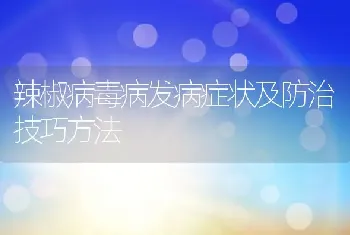 辣椒病毒病发病症状及防治技巧方法