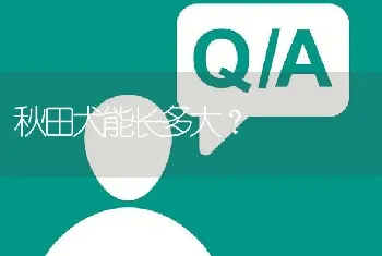 秋田犬能长多大？