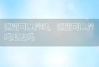 狐狸可以养吗，狐狸可以养吗违法吗