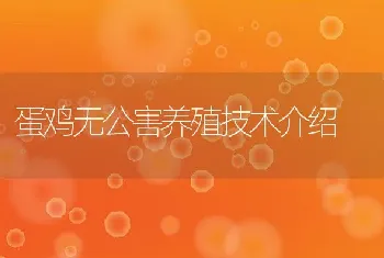 蛋鸡无公害养殖技术介绍