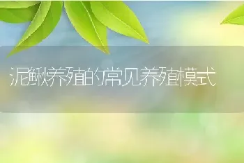 泥鳅养殖的常见养殖模式