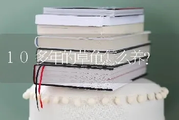 蓝猫是母的好还是公的好？