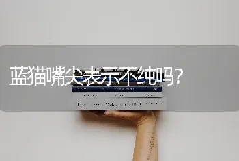 蓝猫嘴尖表示不纯吗？