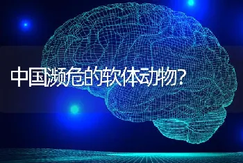 中国濒危的软体动物？