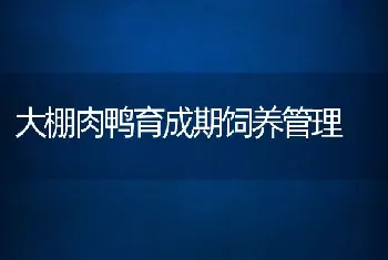 大棚肉鸭育成期饲养管理