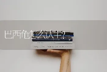 巴西龟怎么认主？