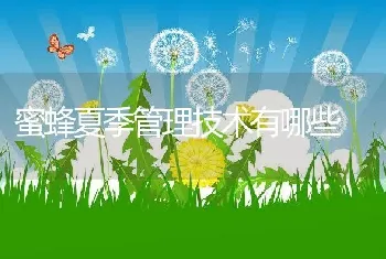 蜜蜂夏季管理技术有哪些