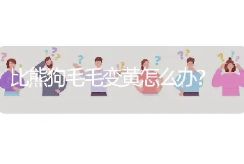 比熊狗毛毛变黄怎么办？