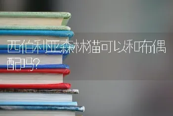 西伯利亚森林猫可以和布偶配吗？