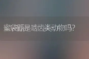 蜜袋鼯是啮齿类动物吗？