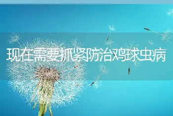 现在需要抓紧防治鸡球虫病