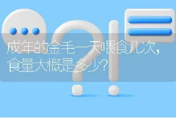 成年的金毛一天喂食几次，食量大概是多少？