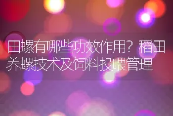 田螺有哪些功效作用？稻田养螺技术及饲料投喂管理