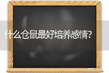 什么仓鼠最好培养感情？