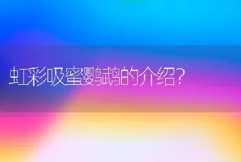 虹彩吸蜜鹦鹉的介绍？