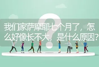 我们家萨摩耶七个月了，怎么好像长不大，是什么原因？