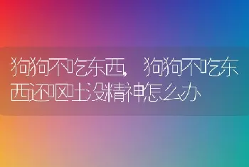 狗狗不吃东西，狗狗不吃东西还呕吐没精神怎么办