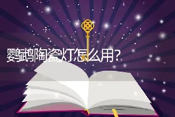 鹦鹉陶瓷灯怎么用？