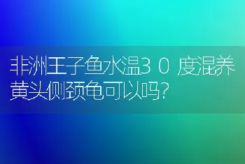 非洲王子鱼水温30度混养黄头侧颈龟可以吗？