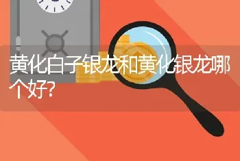 黄化白子银龙和黄化银龙哪个好？