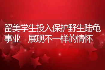 留美学生投入保护野生陆龟事业 展现不一样的情怀