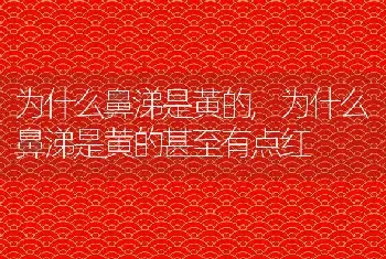 为什么鼻涕是黄的，为什么鼻涕是黄的甚至有点红