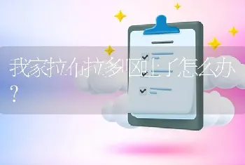 我家拉布拉多呕吐了怎么办？