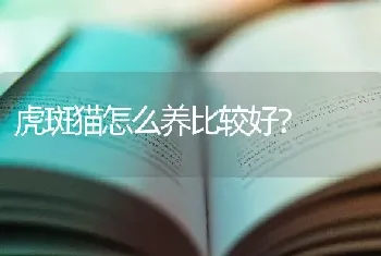 虎斑猫怎么养比较好？