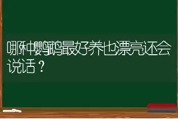 哪种鹦鹉最好养也漂亮还会说话？