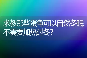 求教那些蛋龟可以自然冬眠不需要加热过冬？