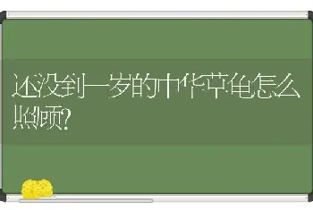 还没到一岁的中华草龟怎么照顾？