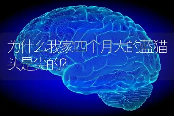 为什么我家四个月大的蓝猫头是尖的？