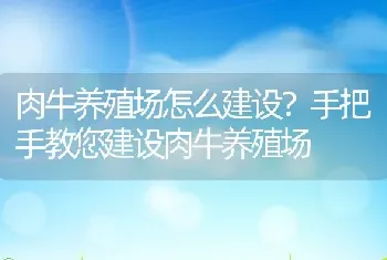 肉牛养殖场怎么建设？手把手教您建设肉牛养殖场