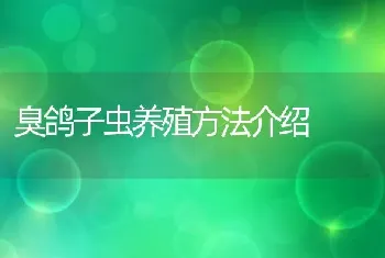 臭鸽子虫养殖方法介绍