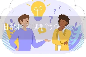 比熊和巨贵哪个好？