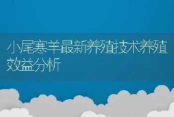 小尾寒羊最新养殖技术养殖效益分析